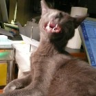 2008-01-Sharon20.jpg