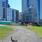 East River State Park: des oies en liberté!
